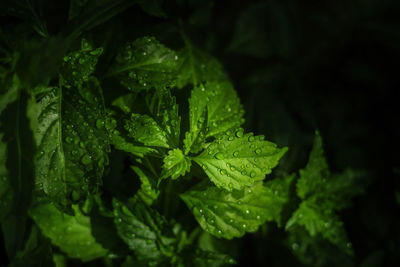 Close-up of raindrops on leaves
