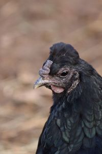 Close-up of a bird