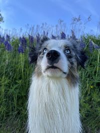 Close-up of dog on field