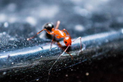 Close-up of spider on web