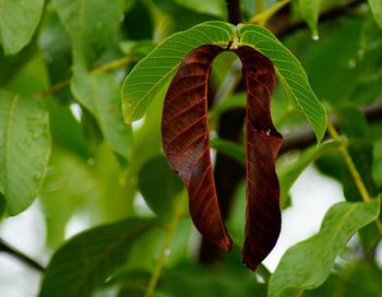 Close-up of leaves