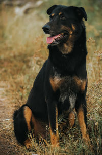 Black street dog looking away on field.