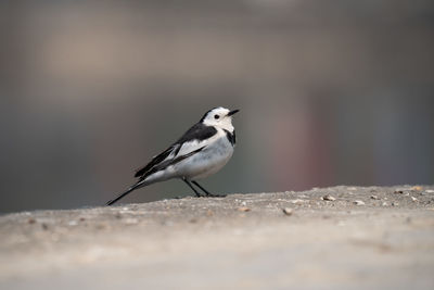 Close-up of bird perching on rock