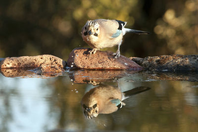 Close-up of duck on rock by lake