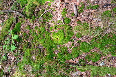 High angle view of plants growing on field