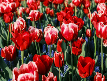 Close-up of red tulips