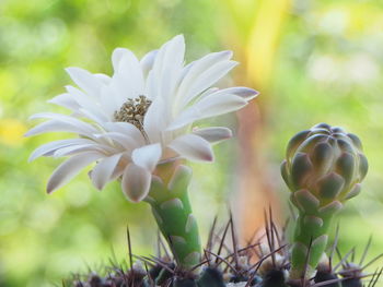 Close-up of white flowering plants on field