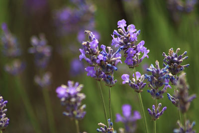 Close-up of purple flowers blooming outdoors