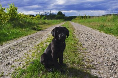 Black dog standing on road