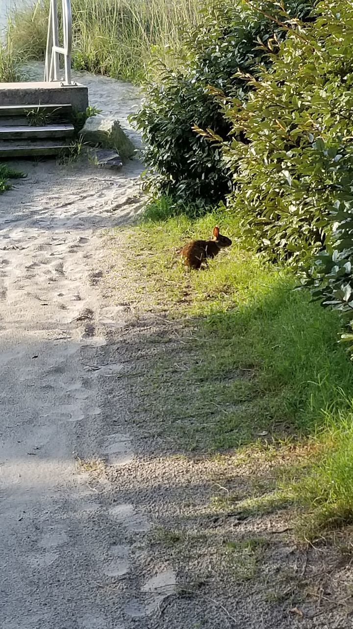 VIEW OF AN ANIMAL ON LAND