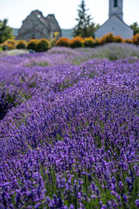 Close-up of purple flowering plants on field