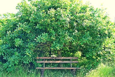 Plants against trees