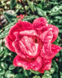 Close-up of wet red rose blooming outdoors