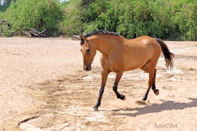 Horse standing in ranch