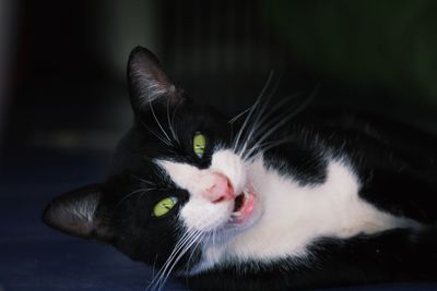 Cat lying on the floor