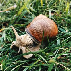 Close-up of snail on grass