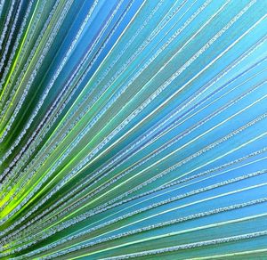 Full frame shot of palm leaf