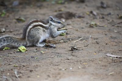 View of squirrel on land