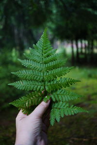 Cropped hand holding plant