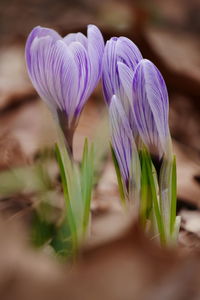 Close-up of crocuses blooming outdoors