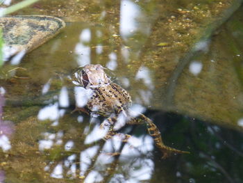 High angle view of frog swimming in lake