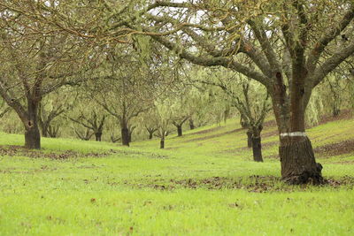 Trees on grassy field