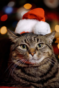 Close-up portrait of a cat