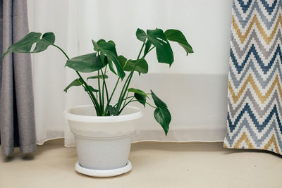 Close-up of potted plant on table at home