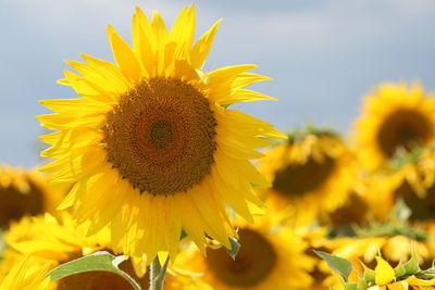 Close-up of sunflower on field against sky