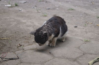 High angle view of cat on land