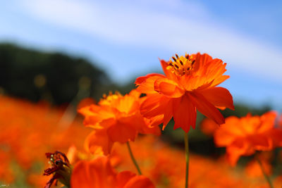 Close-up of orange flowering plant on field