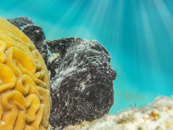 Close-up of a frog fish