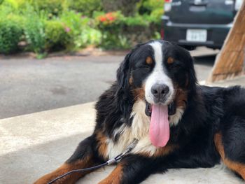 Close-up portrait of a dog