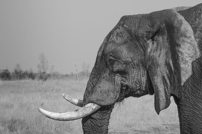 Side view of elephant on field against sky