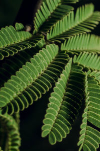 Close-up of fern leaves