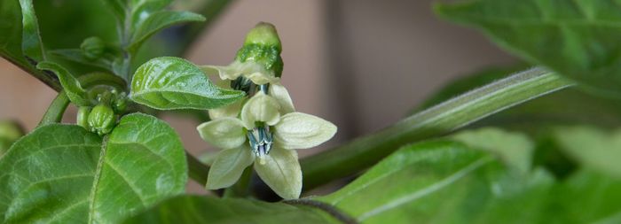 Close-up of plant