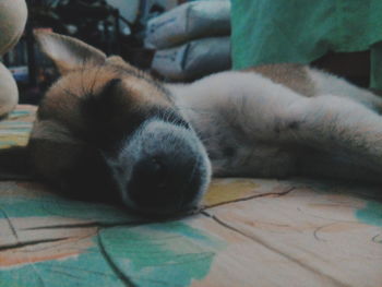 Close-up portrait of dog sleeping