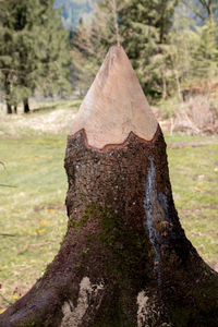 Close-up of tree trunk in forest