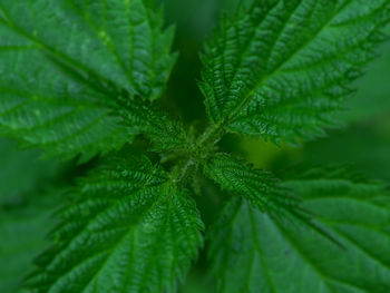 Close-up of green leaves