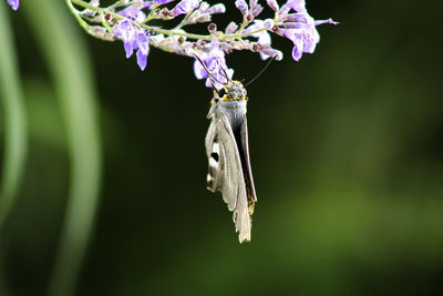 Close-up of butterfly pollinating on purple flower