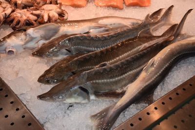 High angle view of fish for sale in market