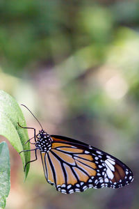 Close-up of butterfly on leaf