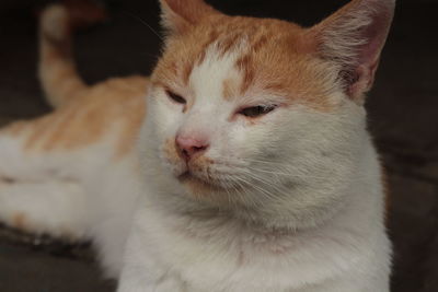 Close-up of cat looking away