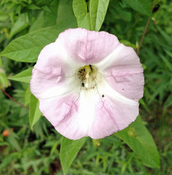 Close-up of pink flower