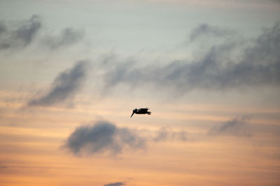 Low angle view of silhouette airplane against sky during sunset