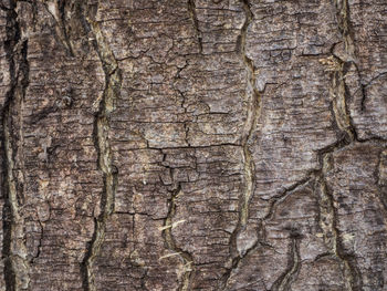 Full frame shot of tree trunk