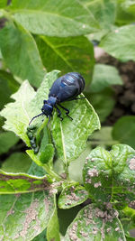 Close-up of insect on plant