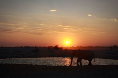 Silhouette horses on landscape against sky during sunset