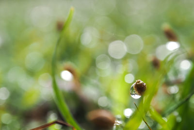 Close-up of wet plant