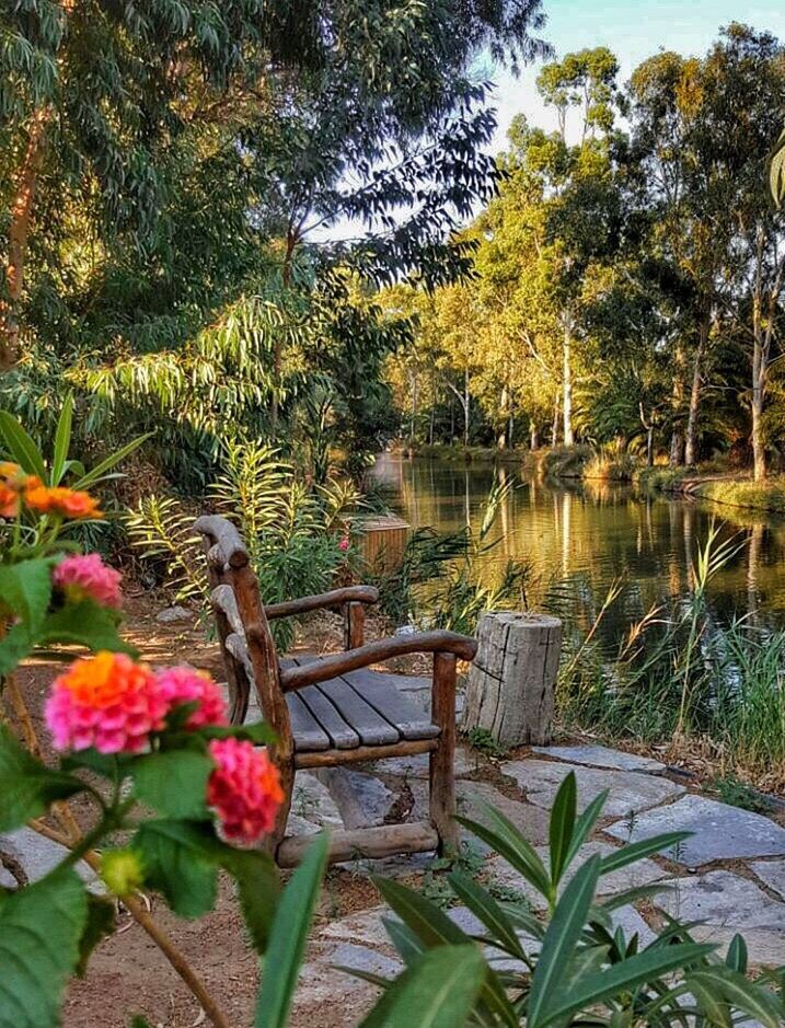 tree, flower, growth, water, beauty in nature, tranquility, tranquil scene, nature, plant, reflection, scenics, fragility, railing, freshness, majestic, day, non-urban scene, outdoors, green, green color, countryside, growing